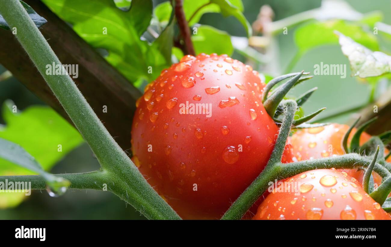 Pomodori maturi sulla vite dopo una pioggia Foto Stock