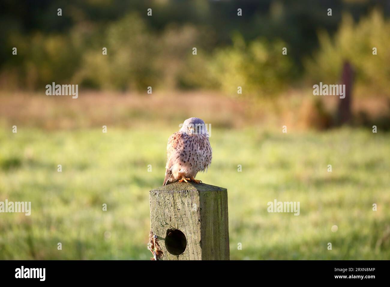 Gheppio maschio Foto Stock