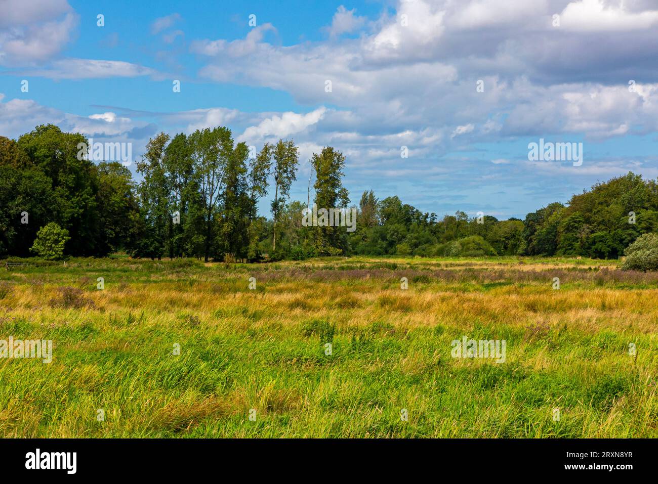 Vista estiva della campagna pianeggiante vicino al villaggio di Lamas nel Norfolk, Inghilterra, Regno Unito. Foto Stock