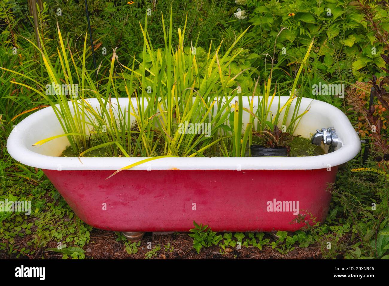Piante di palude in una vasca da bagno rossa a zampa di clawfoot in un giardino. Foto Stock