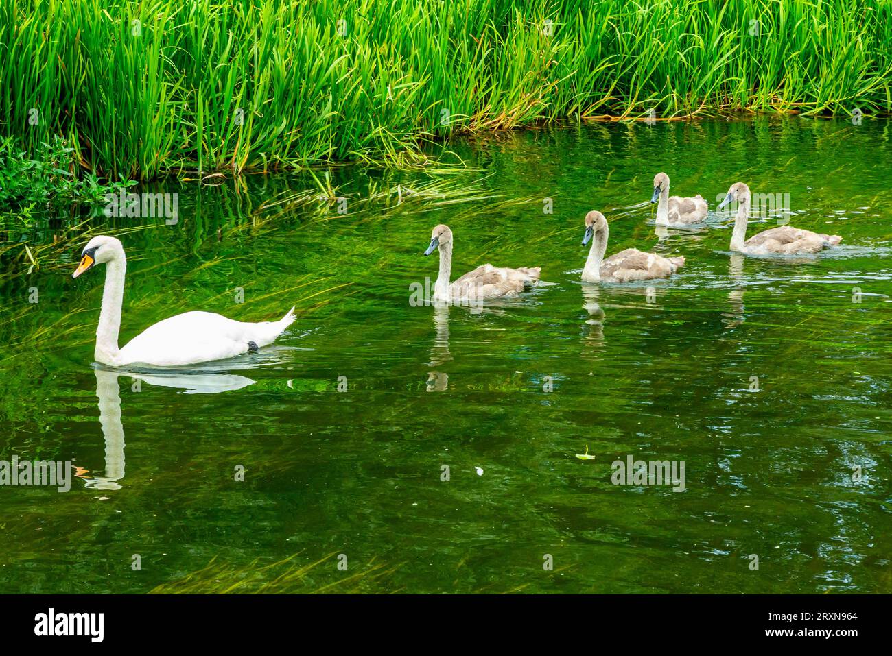 Cigno bianco con cignetti che nuotano su un fiume con la riva del fiume visibile sullo sfondo. Foto Stock