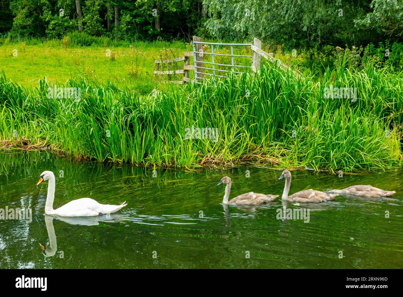 Cigno bianco con cignetti che nuotano su un fiume con la riva del fiume visibile sullo sfondo. Foto Stock