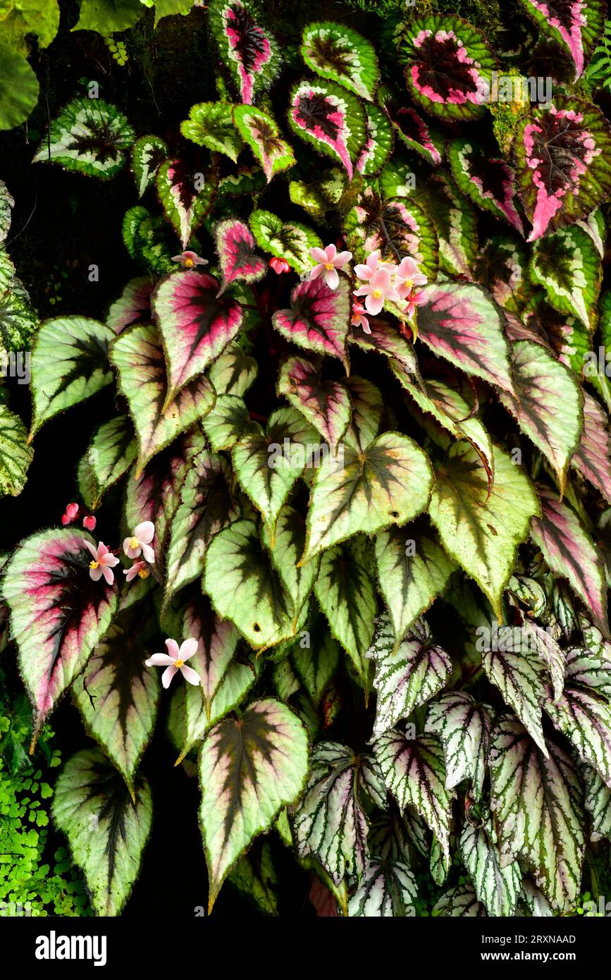 Begonia rex è una pianta ornamentale perenne originaria dell'Asia tropicale. Foto Stock