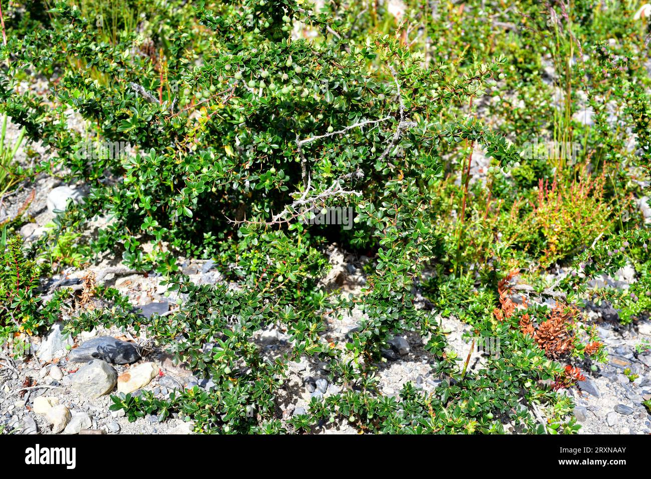 Il Calafate (Berberis buxifolia o Berberis microphylla) è un arbusto sempreverde endemico della Patagonia. Questa foto è stata scattata a Torres del Paine National Pa Foto Stock