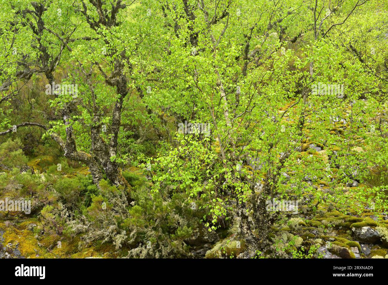 La betulla pelosa o betulla bianca (Betula pubescens o Betula celtiberica) è un albero deciduo originario dell'Europa centrale e dell'Asia. Questa foto è stata scattata a Mun Foto Stock