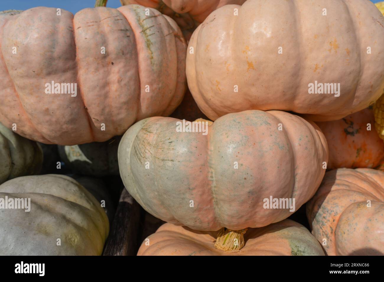 Le zucche ornamentali in porcellana sono appena state raccolte e pronte per le vacanze autunnali Foto Stock