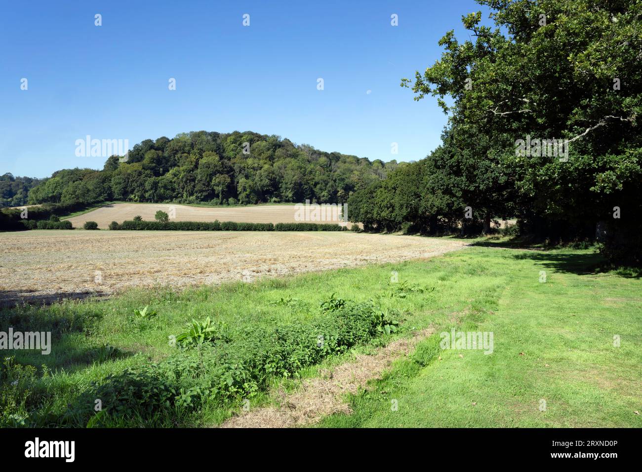 Vista verso Hawkley Hanger dal campo da cricket del villaggio Foto Stock