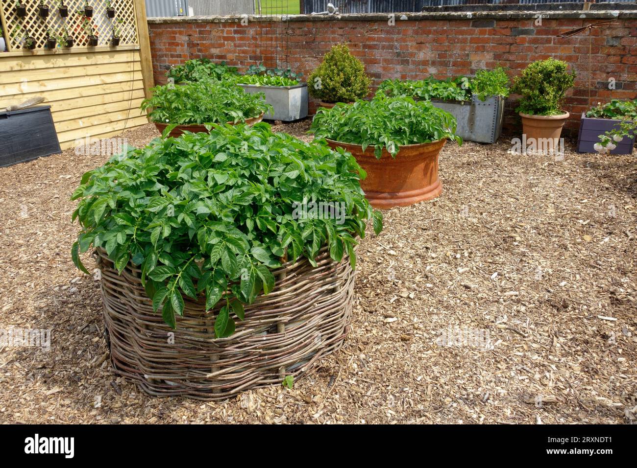 Patate che crescono in letti rialzati in vimini e vecchie ruote di trattori su un'area ghiaiata nel Cotswolds, Regno Unito Foto Stock