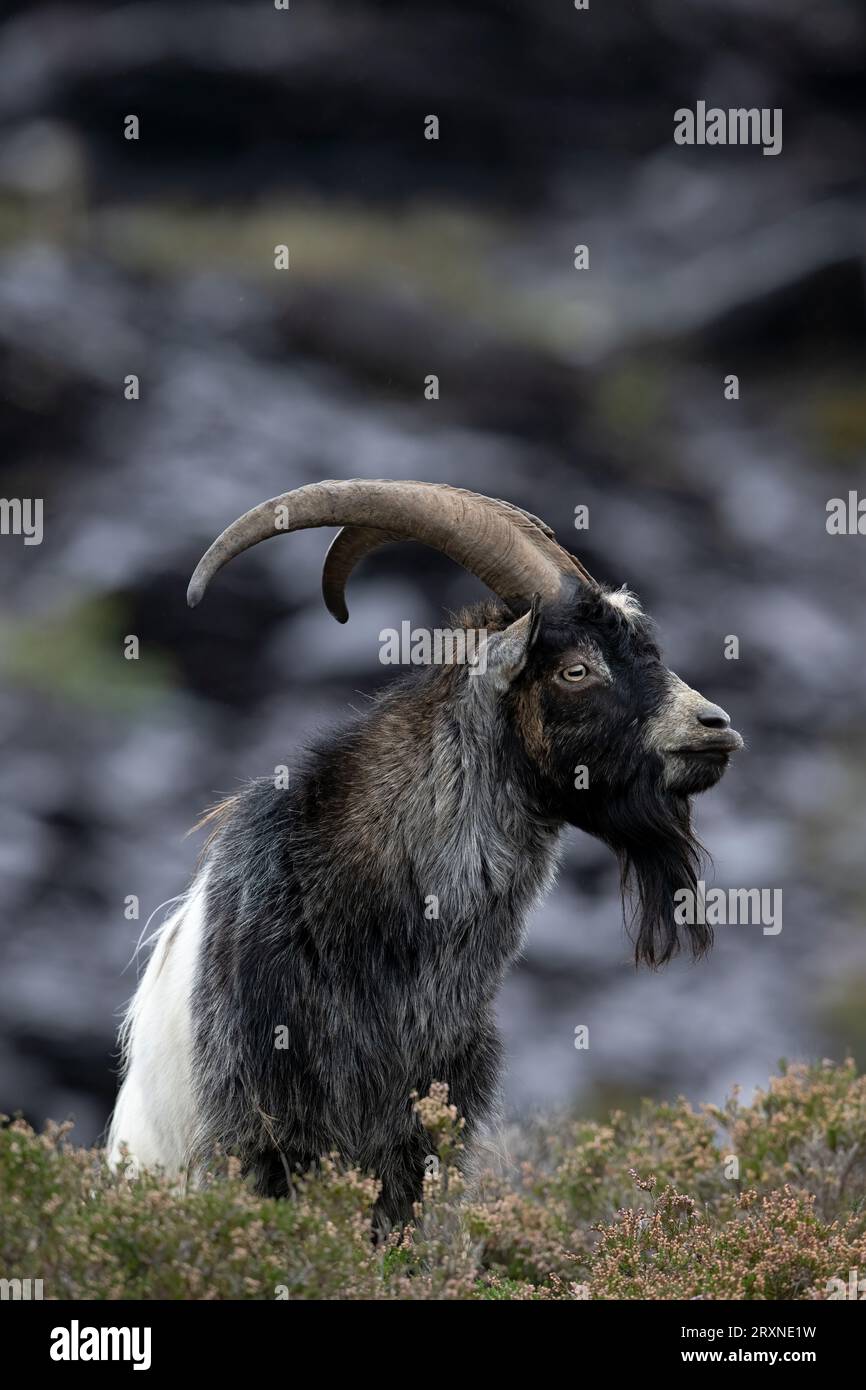 Capra primitiva britannica (Capra hircus) alias capra Feral in una cava di ardesia in disuso in Snowdonia Foto Stock