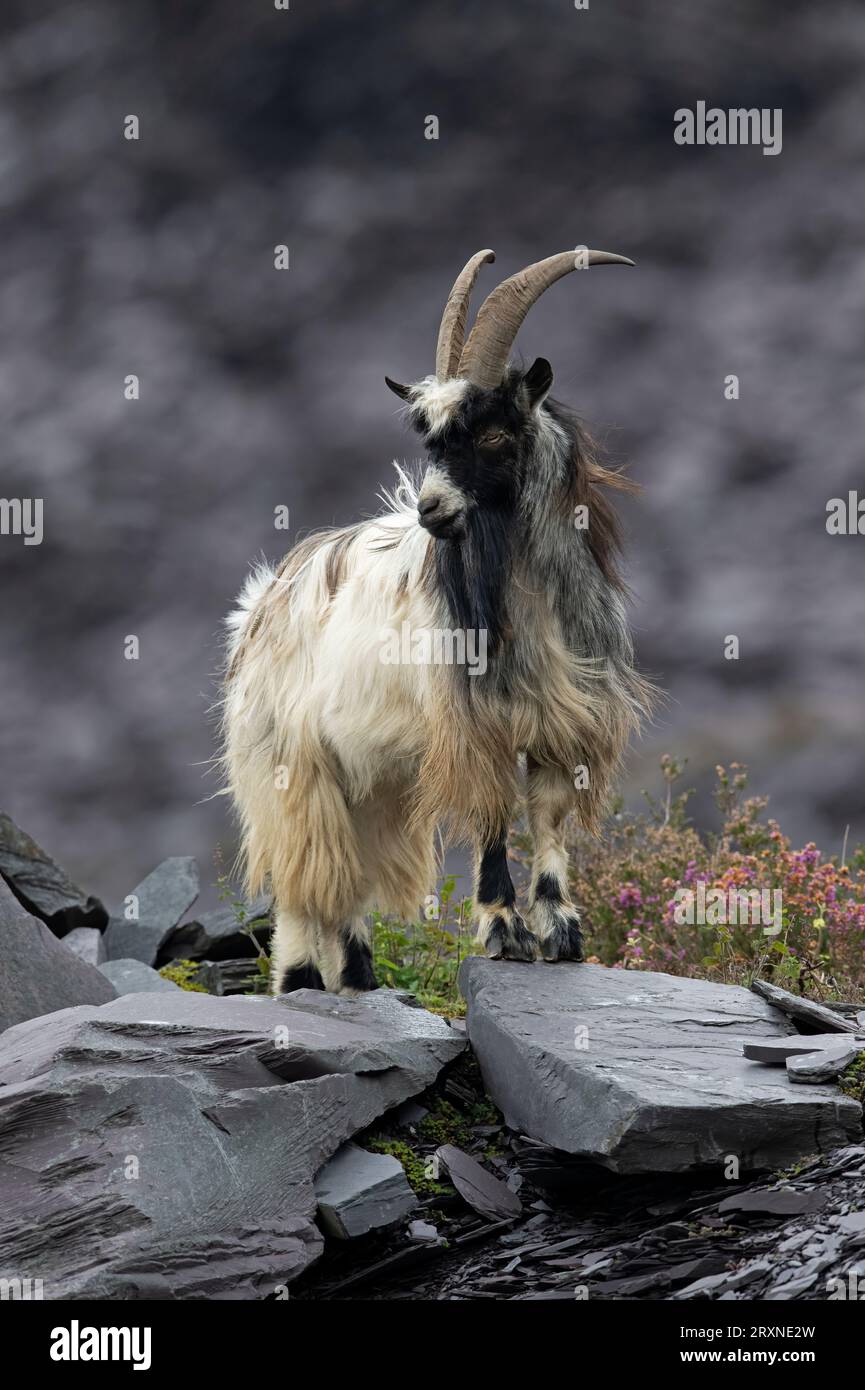 Capra primitiva britannica (Capra hircus) alias capra Feral in una cava di ardesia in disuso in Snowdonia Foto Stock