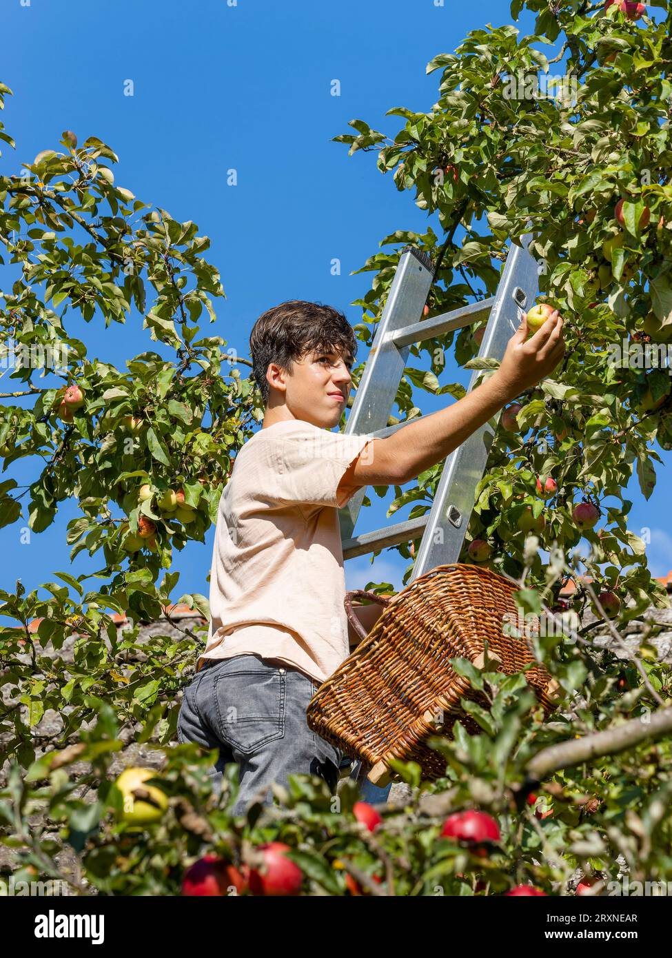 Giovane sulla scala che raccoglie mele sull'albero, Germania Foto Stock