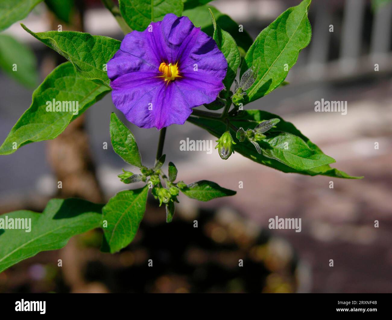 Solanum rantonettii, arbusto genziano, piantagione comune, pianta medicinale Foto Stock