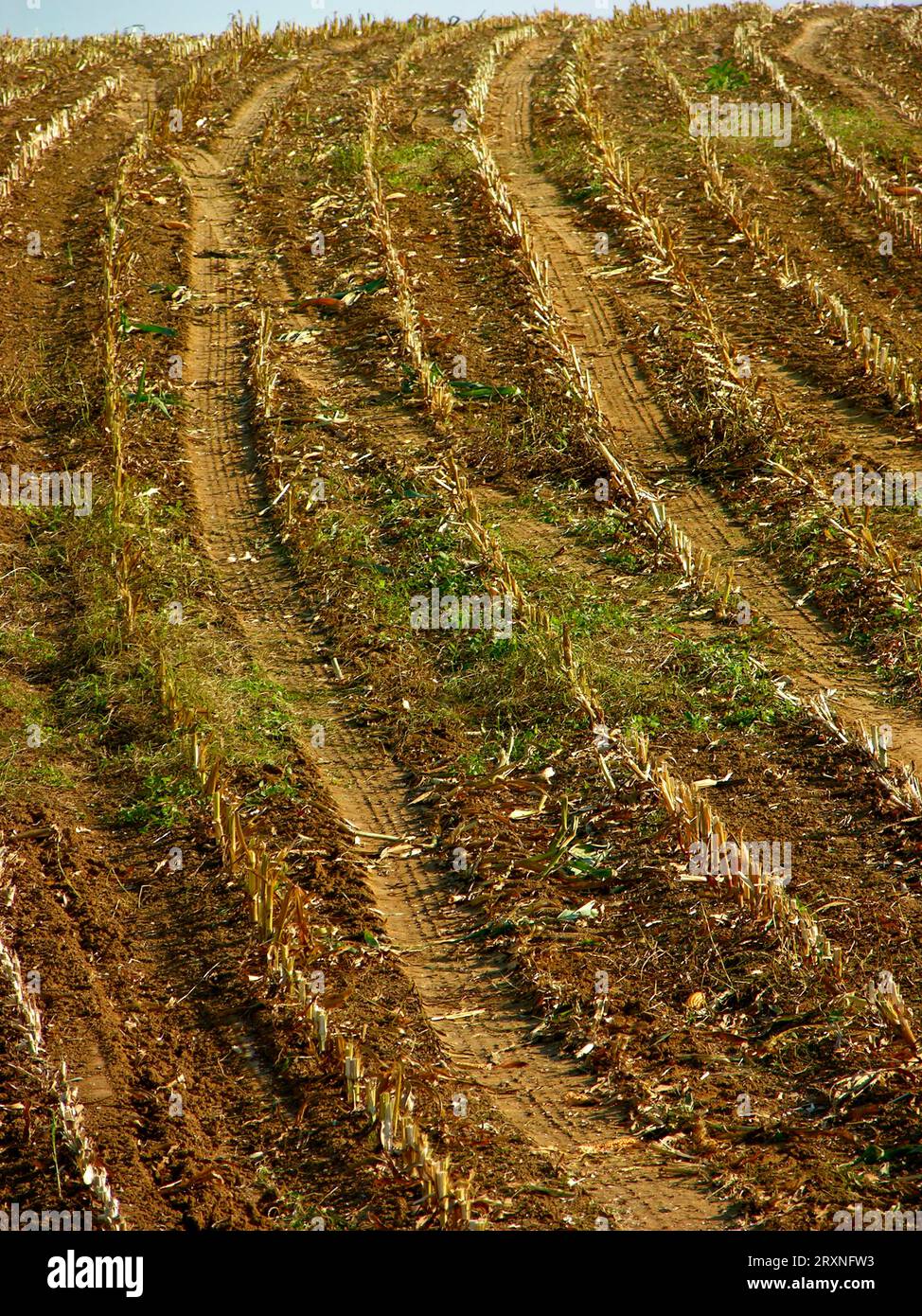 Campo di mais raccolto Foto Stock