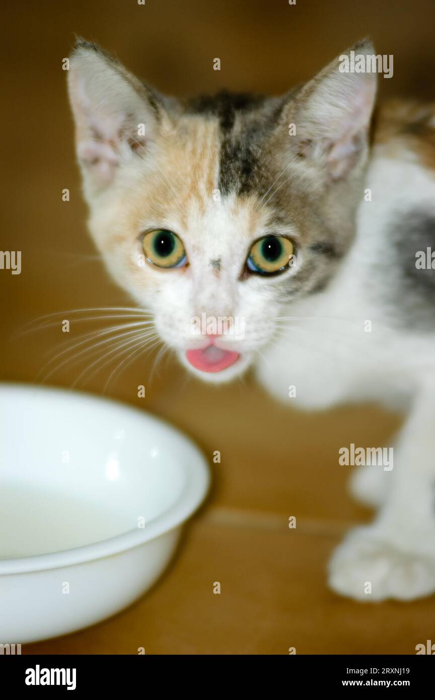 Ritratto di un gattino maculato bianco, nero e marrone che beve latte in una piccola tazza o ciotola Foto Stock