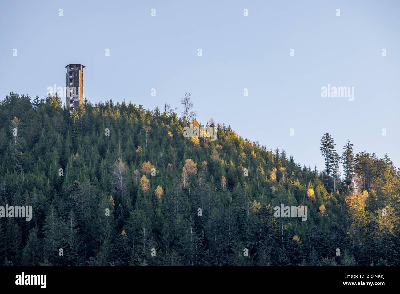 Torre di osservazione sul Buchkopf in un giorno d'autunno, Oppenau, Foresta Nera settentrionale, Baden-Württemberg, Germania, Europa Foto Stock