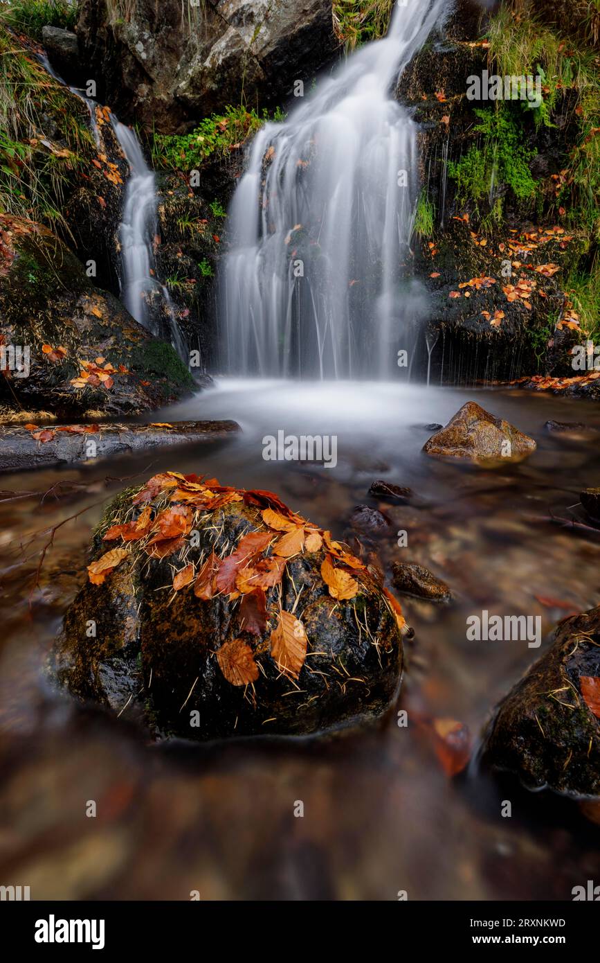 Torrente di montagna e cascata nella foresta autunnale, Fahler Wasserfall, Feldberg, Foresta Nera, Baden-Wuerttemberg, Germania Foto Stock