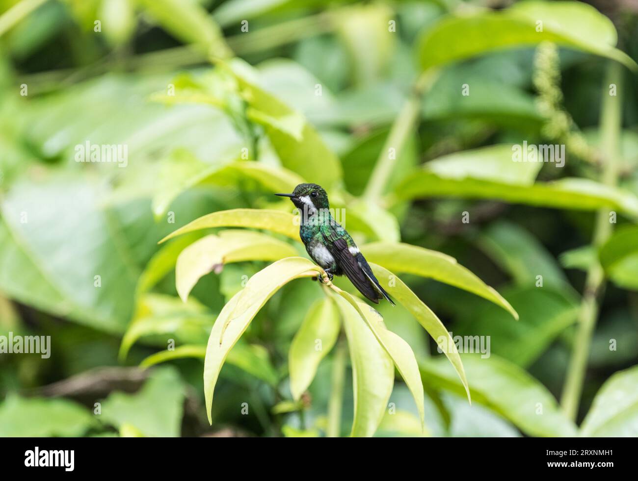 Coda di rondine verde (Discosura conversii) Foto Stock