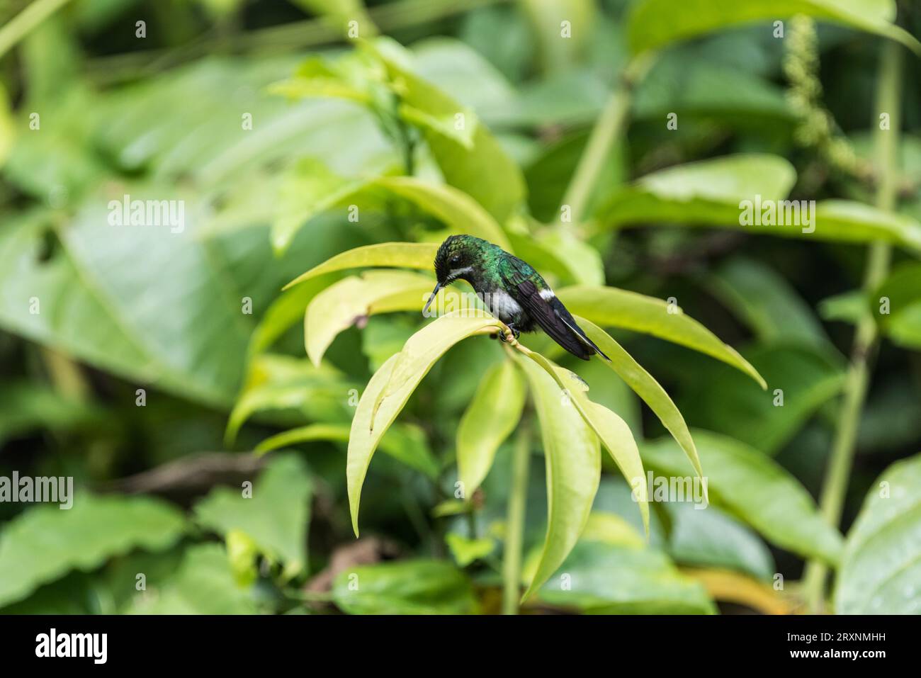 Coda di rondine verde (Discosura conversii) Foto Stock