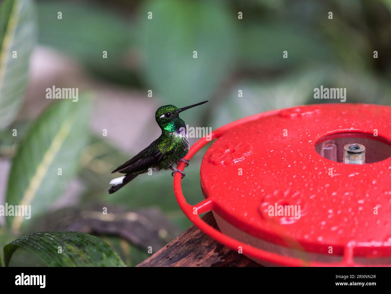 Whitetip a coste viola (Urosticte benjamini) usando un alimentatore di colibrì a Sachatamia Lodge, Ecuador Foto Stock
