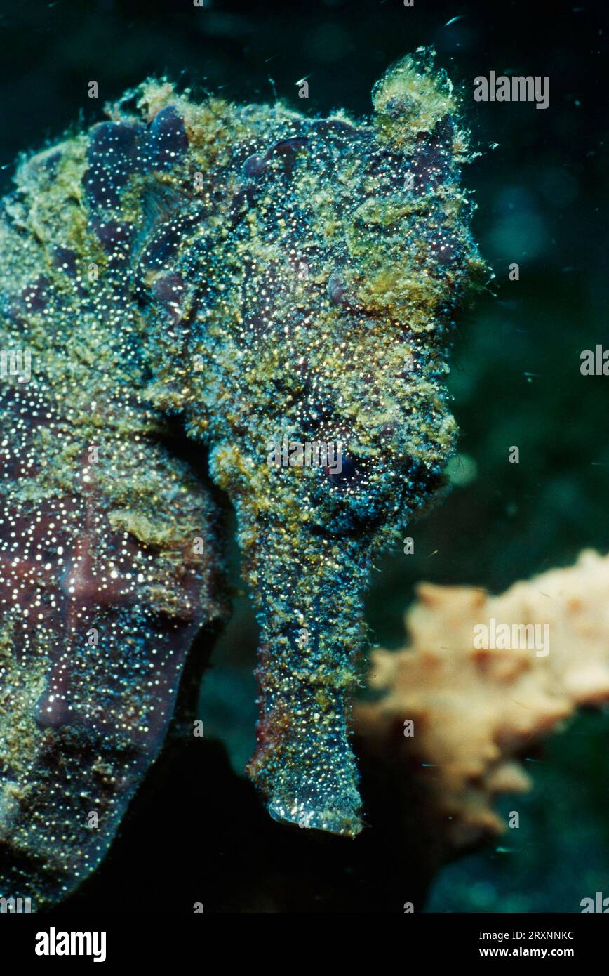 Cavallucci marini maculati, stretto di Lembeh, Indonesia (Hippocampus kuda), cavallucci marini coronati, stretto di Lembeh, cavallucci marini, cavallucci marini gialli, cavallucci marini dorati, laterali Foto Stock