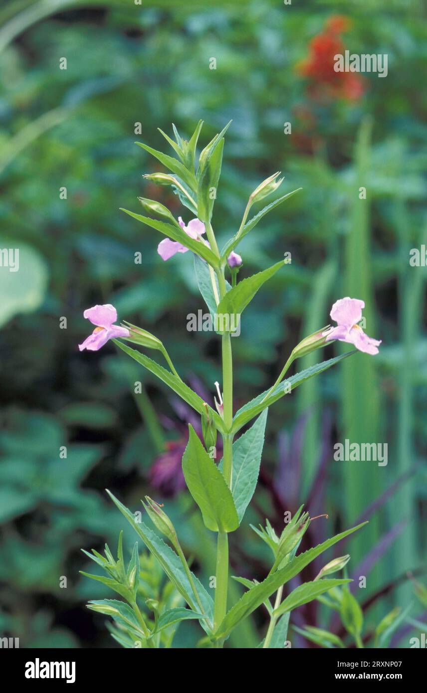 Fiore di scimmia Allegheny (anelli Mimulus) Foto Stock