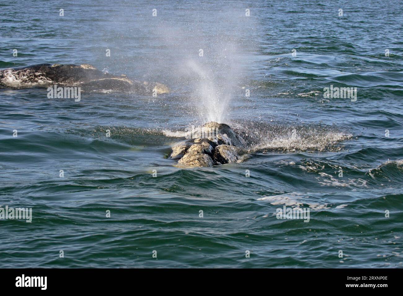 Balena destra meridionale (Eubalaena australis), Sudafrica (Balaena glacialis australis) Foto Stock