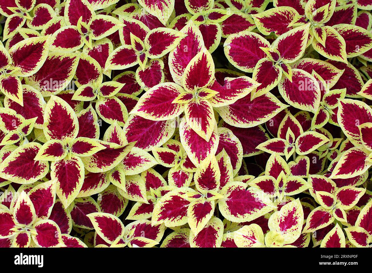 Ortica di Coleus (Solenostemon) (Coleus) Foto Stock