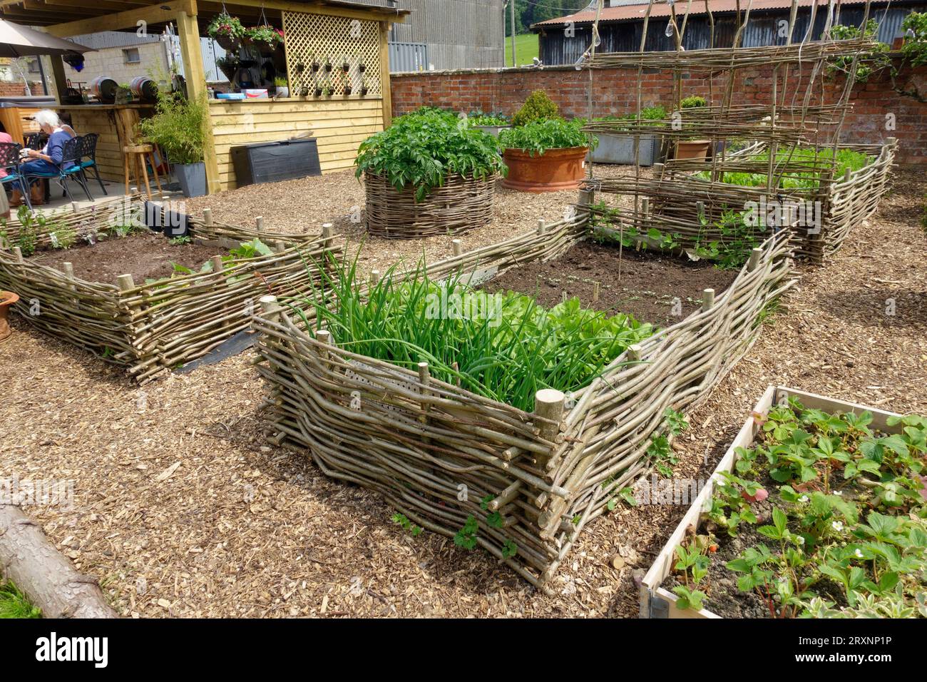Verdure che crescono in letti rialzati di vimini nell'area ghiaiata del Cotswolds, Regno Unito Foto Stock