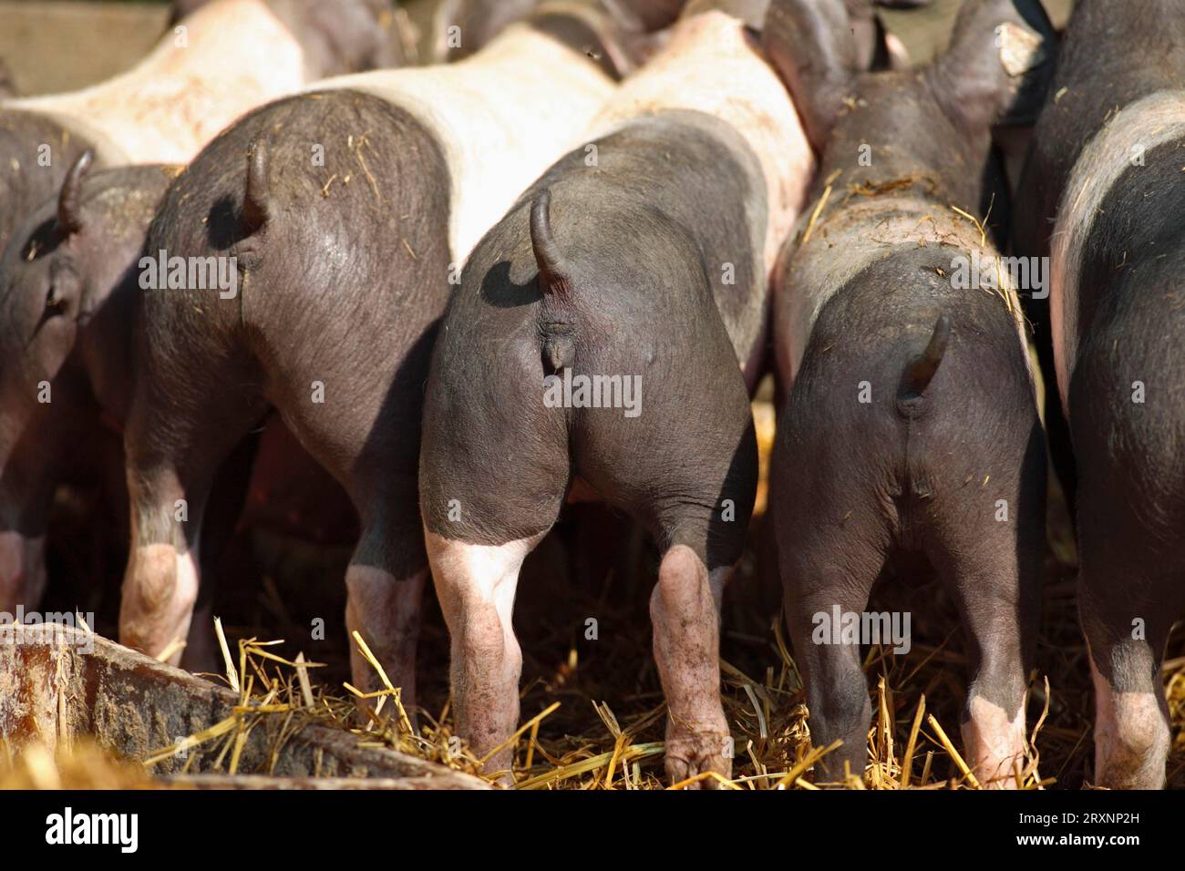 Suini domestici, giovani, suini svevo-alva, animali giovani, suini svevo-alva, gestione in libertà Foto Stock