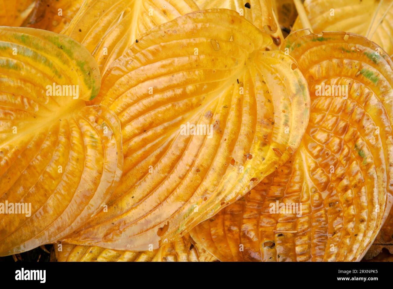 Hosta (Hosta), parte in autunno Foto Stock