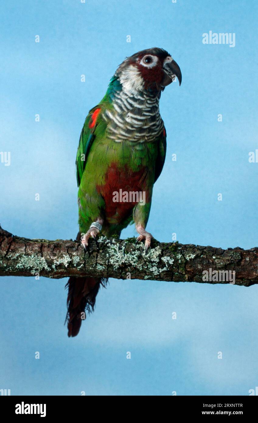 Conure dalla guanciata verde (Pyrrhura molinae), Parakeet dalla coda rossa dalla guanciata verde, Parakeet dalla coda rossa dalla guanciata verde Foto Stock