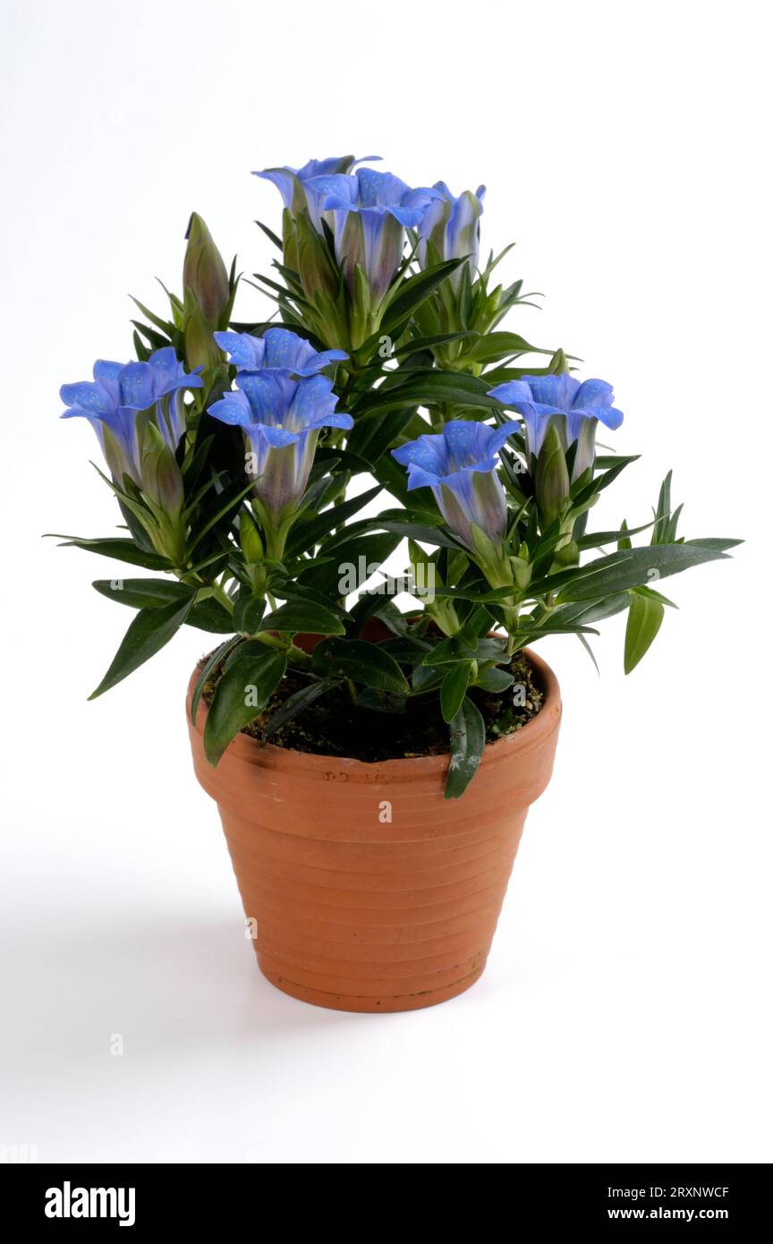 Genziana (Gentiana sino-ornata), genziana alle erbe, coperta, studio, famiglia genziana (Gentianaceae) Foto Stock