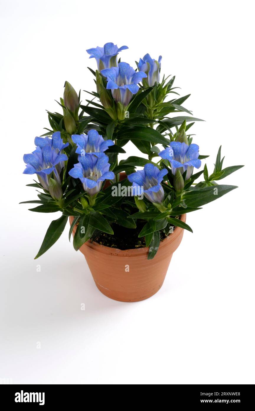 Genziana (Gentiana sino-ornata), genziana alle erbe, coperta, studio, famiglia genziana (Gentianaceae) Foto Stock