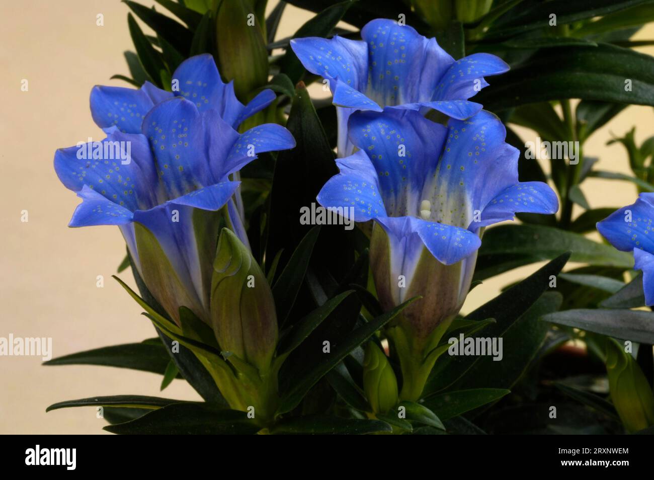 Genziana (Gentiana sino-ornata), genziana alle erbe, coperta, studio, famiglia genziana (Gentianaceae) Foto Stock