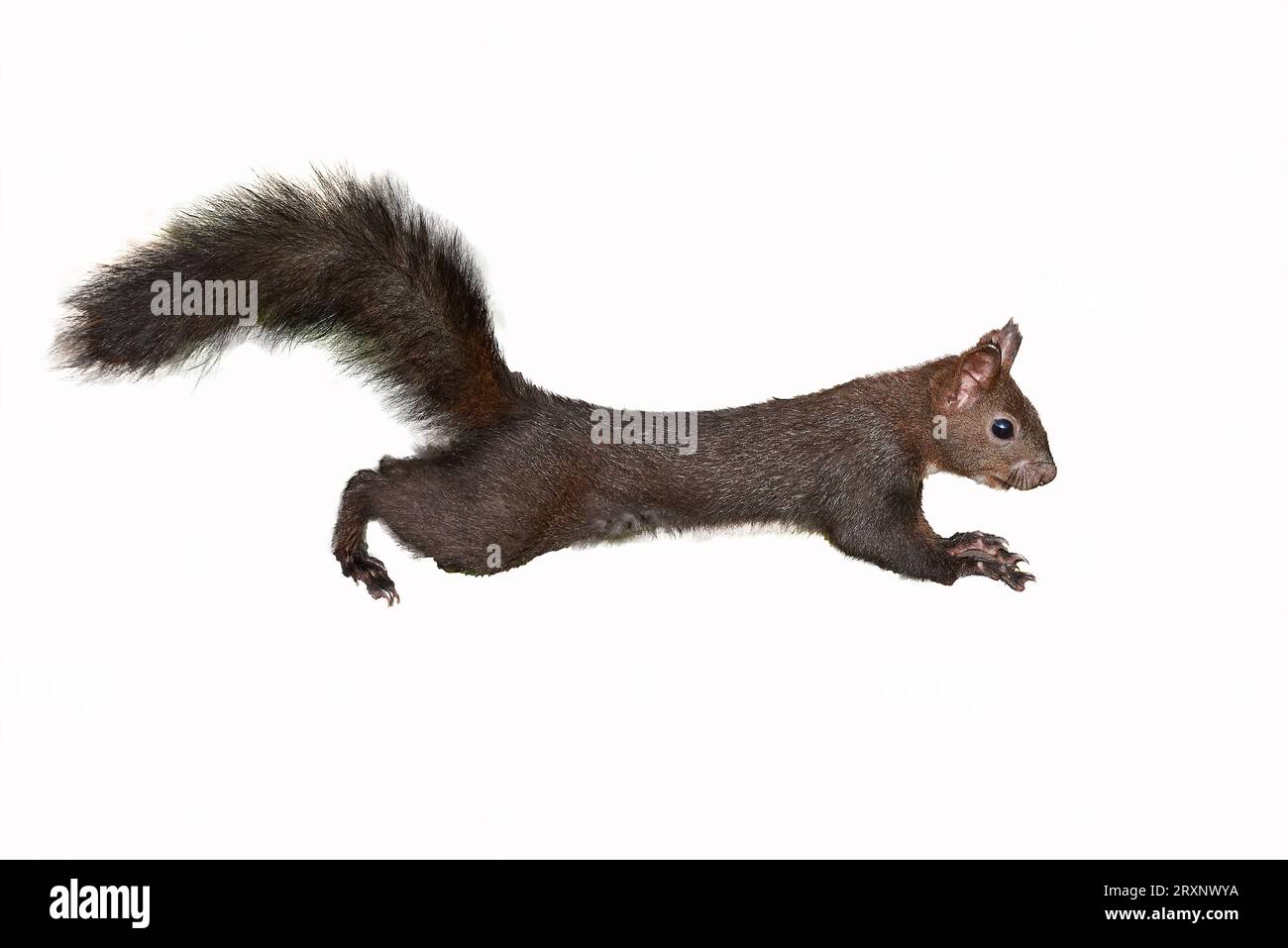 Scoiattolo rosso eurasiatico isolato su fondo bianco (Sciurus vulgaris) Foto Stock