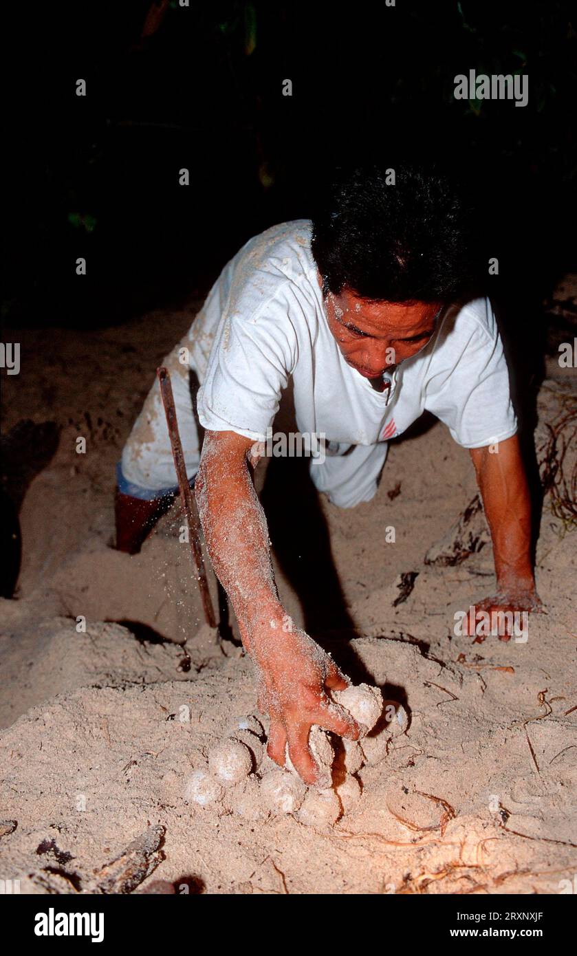 Ranger che raccoglie uova di tartaruga marina appena deposte, ranger della fauna selvatica che raccoglie uova di tartaruga marina appena deposte, tartaruga marina, Sipadan, Borneo, Malesia Foto Stock