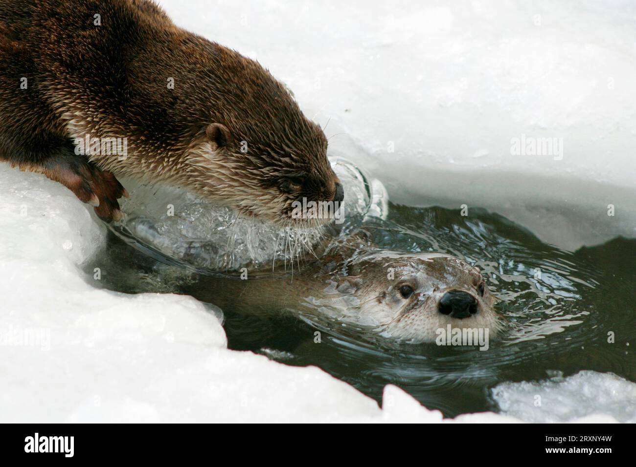 Lontra canadese presso il pozzo di ghiaccio (Lutra canadensis) Foto Stock