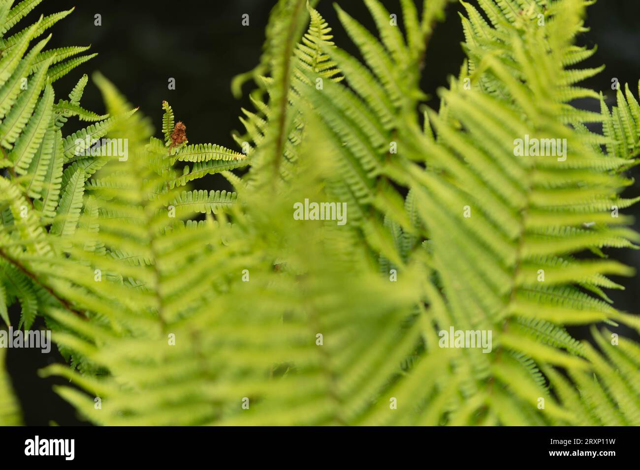 Felci verdi fresche con fronde delicate in un ambiente boschivo naturale Foto Stock