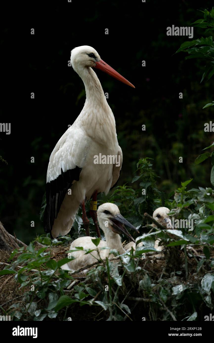 Famiglia di cicogne bianche con pulcini nidificati tra le foglie verdi al Martin Mere Foto Stock