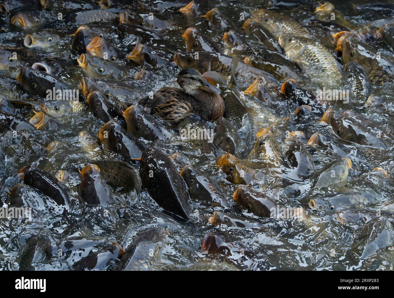 Anatra circondata dalla frenesia dei pesci carpa nell'acqua dello stagno Foto Stock