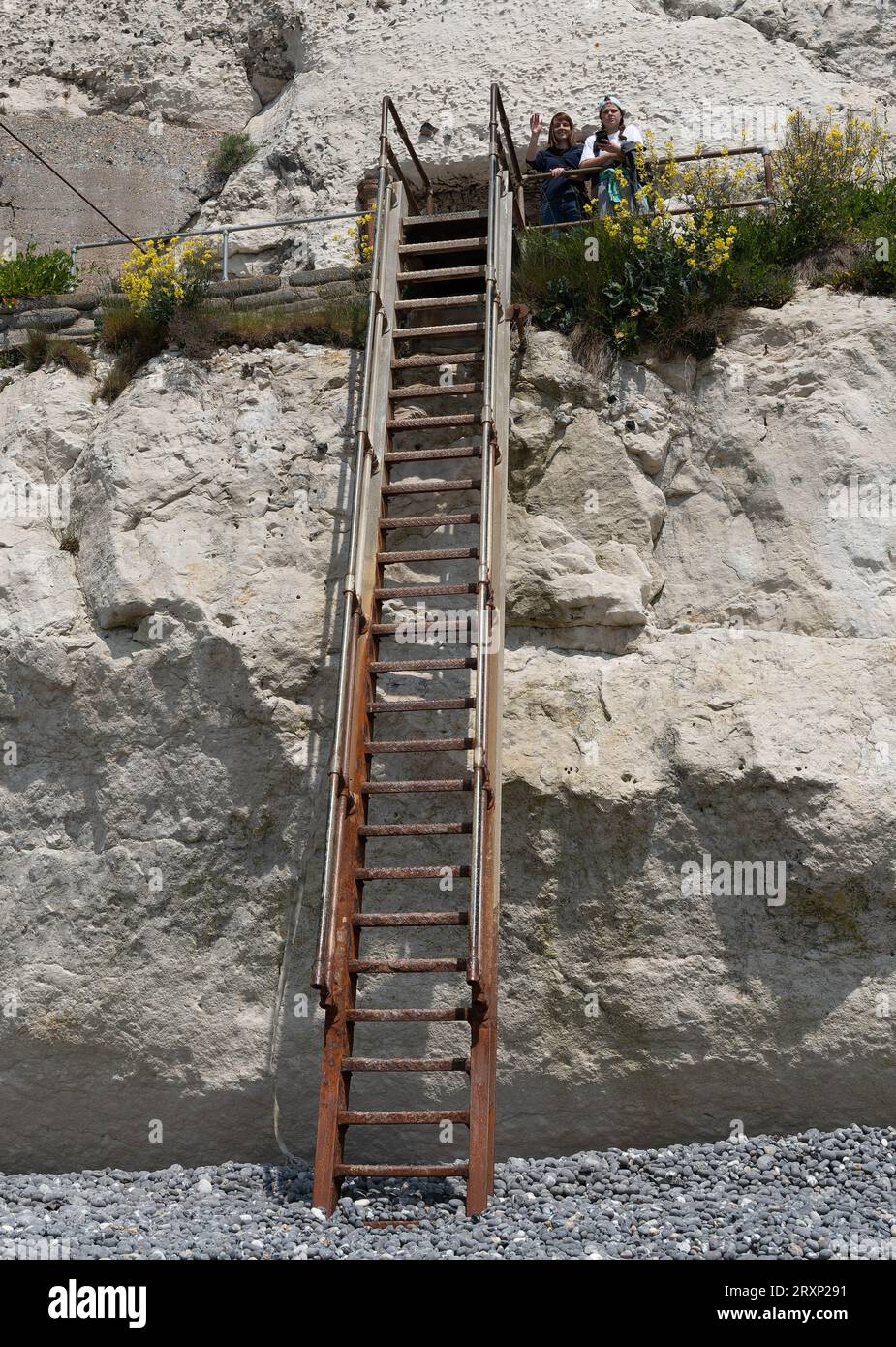 Gradini di legno che conducono alla parete della scogliera di gesso con visitatori e fiori gialli di gorse Foto Stock