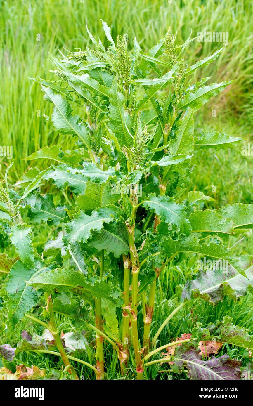 Curled Dock (rumex crispus), primo piano di un ampio piedistallo della pianta comune che mostra i caratteristici bordi arricciati e ondulati delle foglie. Foto Stock