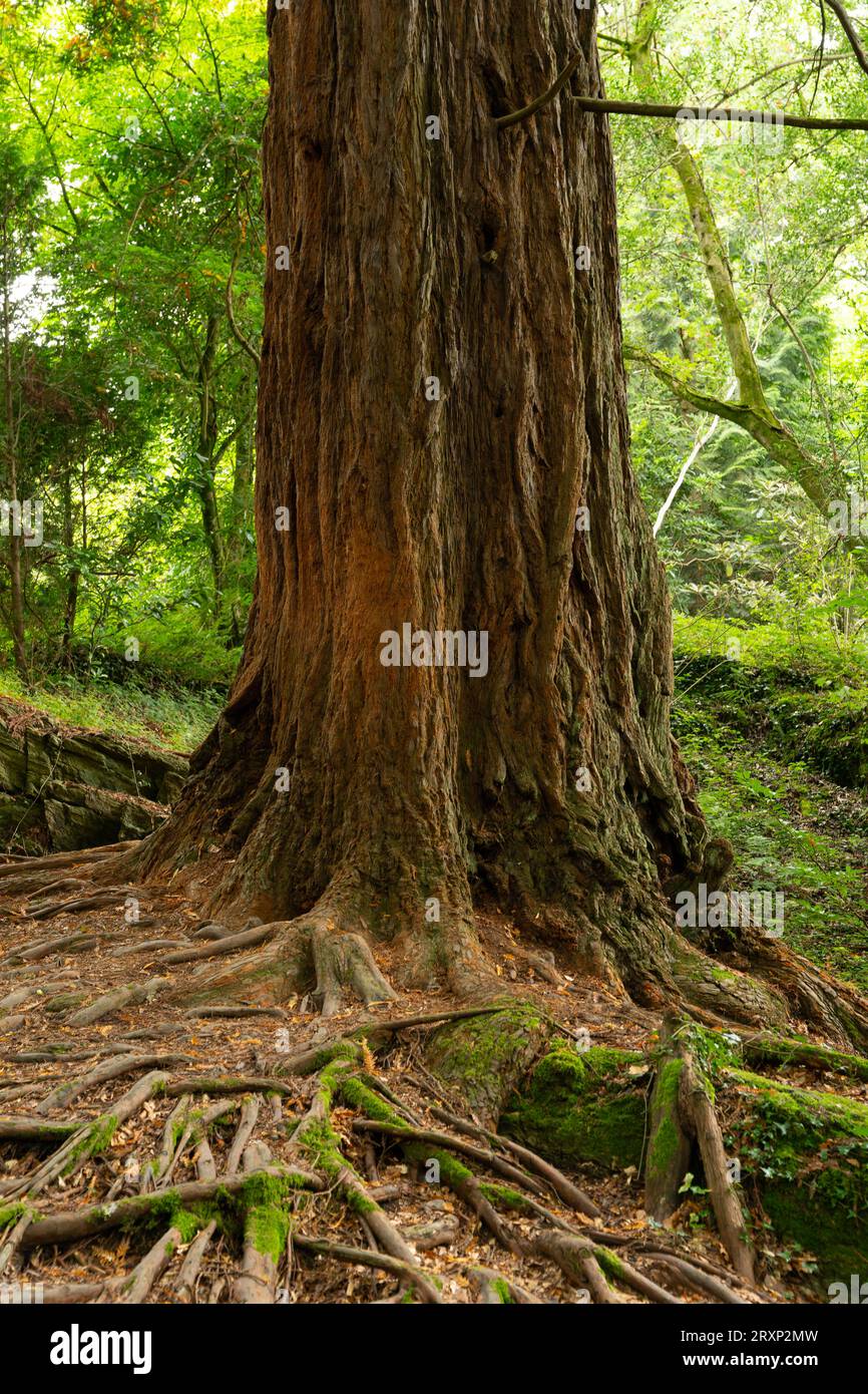 Antico tronco di alberi con radici esposte in lussureggianti boschi gallesi Foto Stock