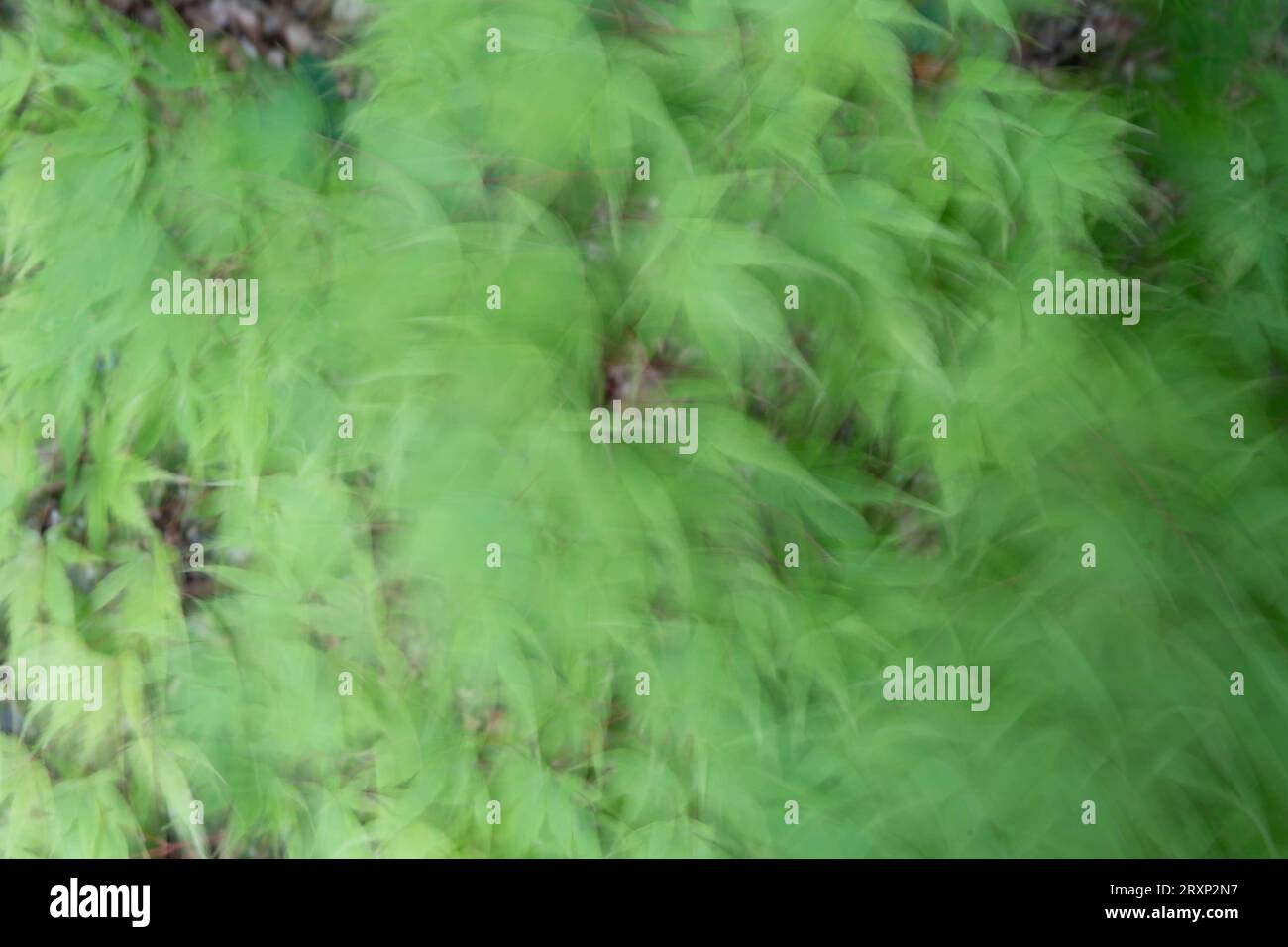 Sfocatura astratta del movimento di felci verdi vivaci che creano un motivo artistico e naturale Foto Stock