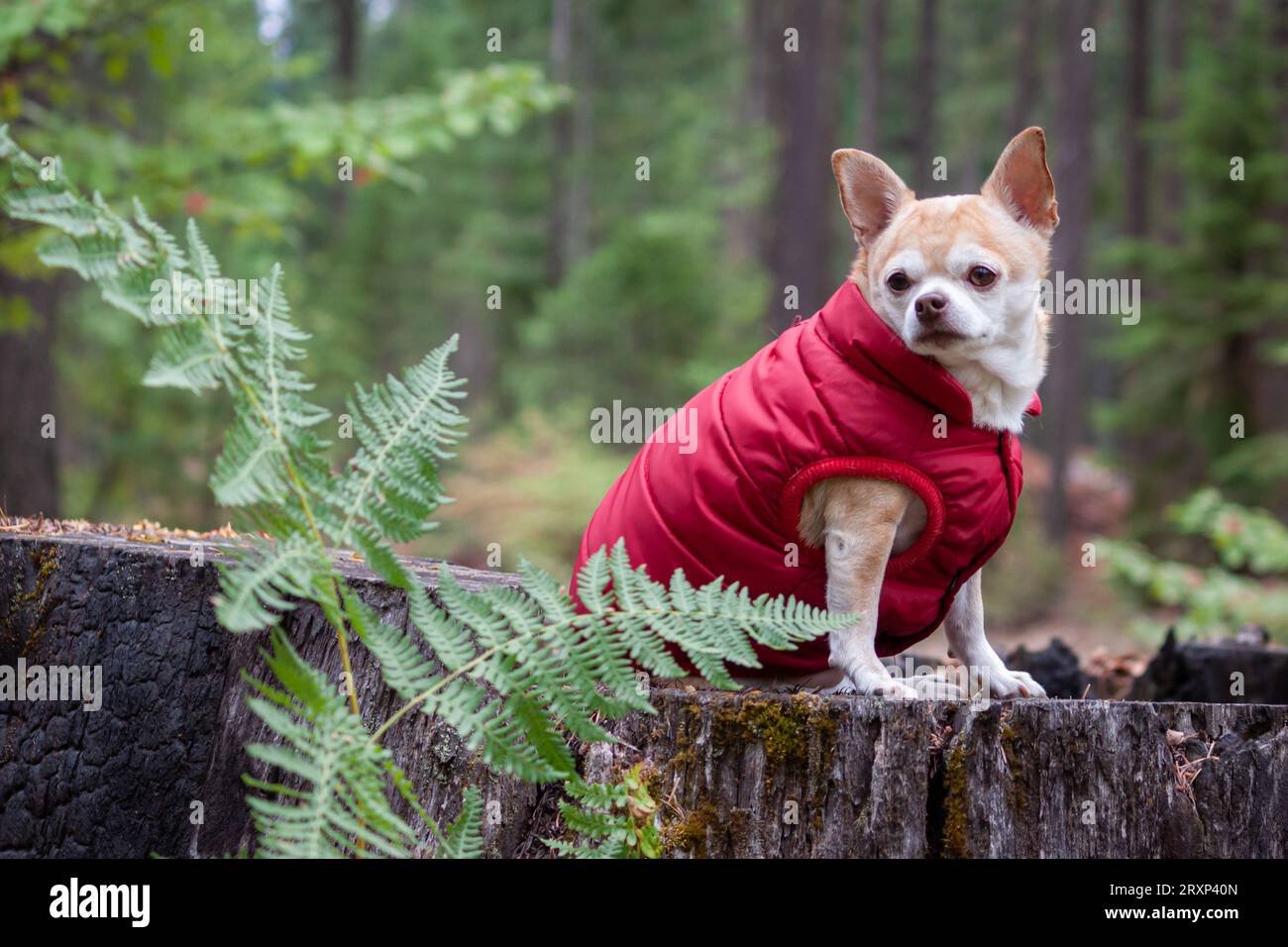 Ritratto di un chihuahua che indossa un cappotto rosso nella foresta Foto Stock