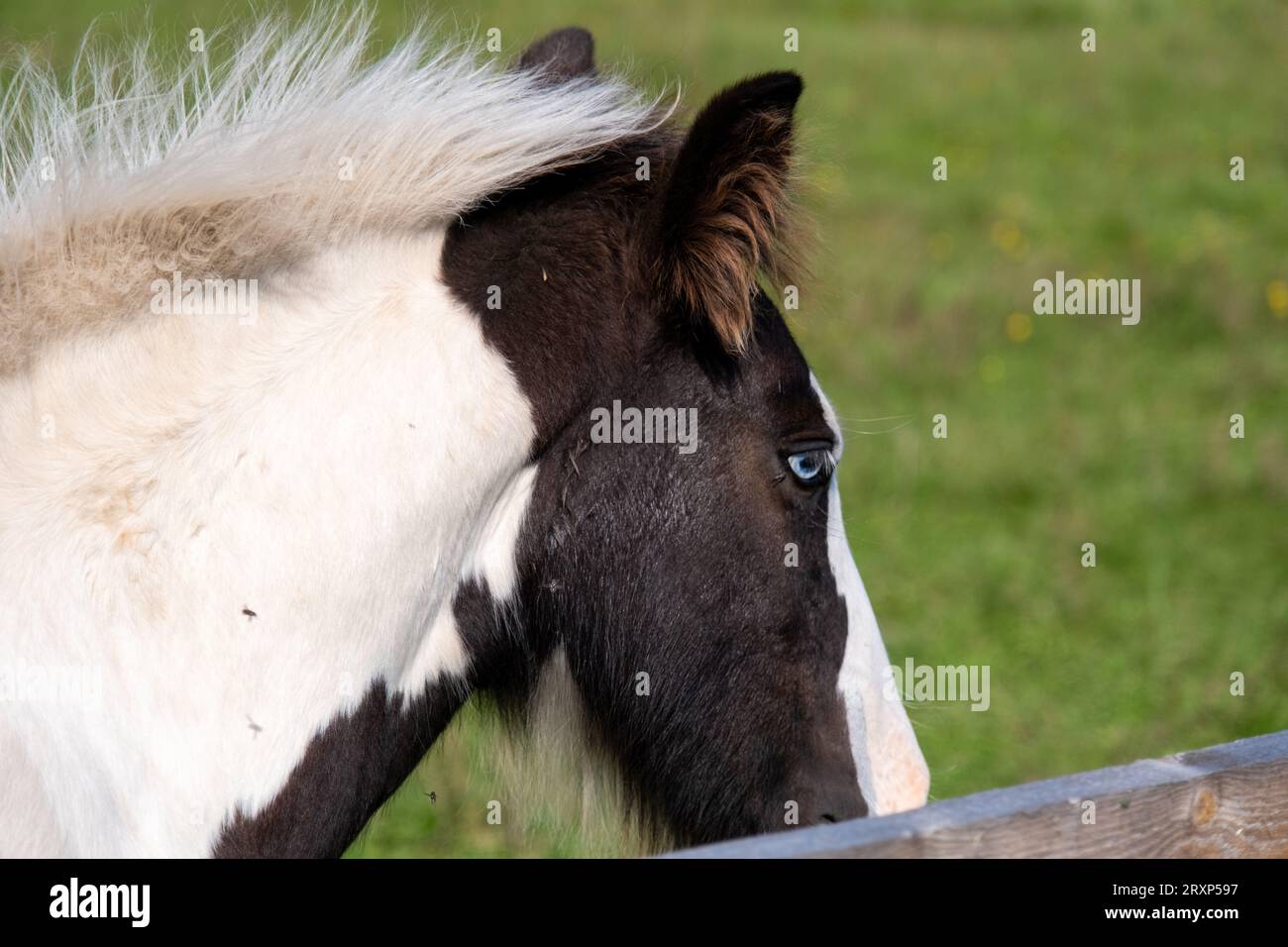 Zig dagli occhi blu. Ritratto laterale di un cavallo. Gli occhi blu sono rari per un cavallo. Un giovane cavallo in un mini zoo privato, dagli occhi azzurri. Foto Stock