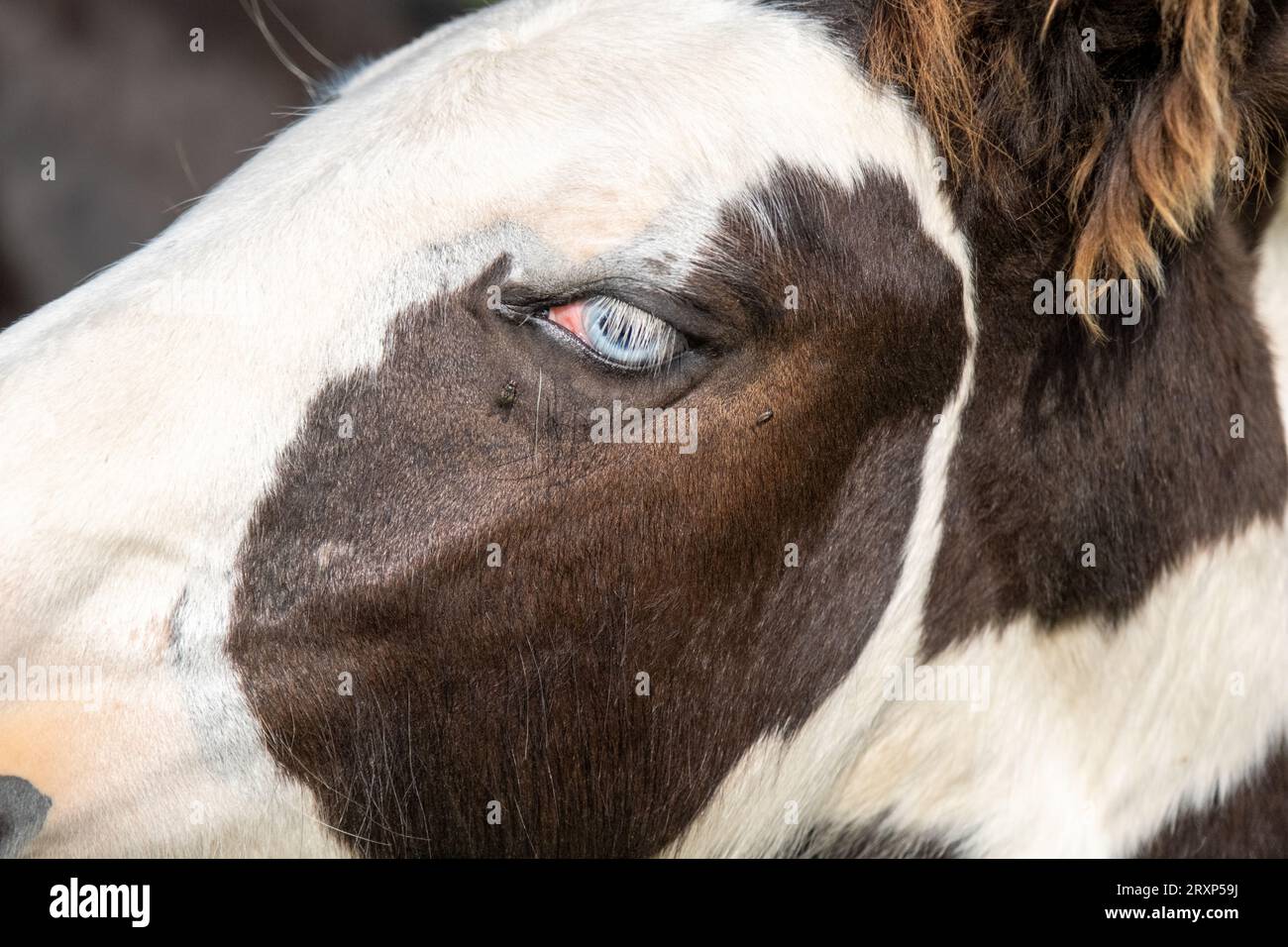 Zig dagli occhi blu. Ritratto laterale di un cavallo. Gli occhi blu sono rari per un cavallo. Un giovane cavallo in un mini zoo privato, dagli occhi azzurri. Foto Stock