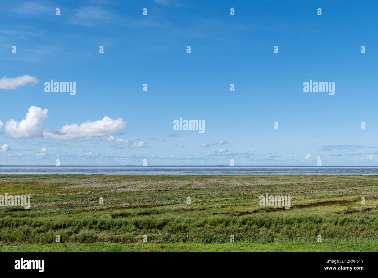 Palude in Frisia orientale, Germania Foto Stock