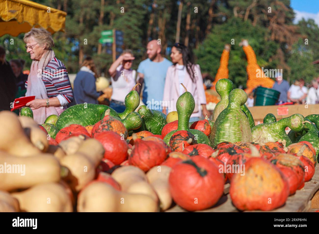 Kürbis Saison 2023 Deutschland, Brandenburg AM 24.09.2023: Viele verschiedene Kürbisse und Kalebassen liegen auf einem Markt in der Auslage. *** Pumpkin season 2023 Germany, Brandenburg on 24 09 2023 molte zucche e calabash diversi sono in mostra presso un Market Credit: Imago/Alamy Live News Foto Stock