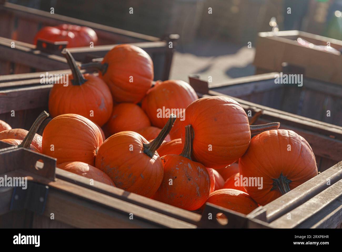 Kürbis Saison 2023 Deutschland, Brandenburg AM 24.09.2023: Orange Kürbisse liegen in einer Marktkiste. *** Pumpkin season 2023 Germany, Brandenburg on 24 09 2023 Orange Pumpkins lie in a Market Box Credit: Imago/Alamy Live News Foto Stock